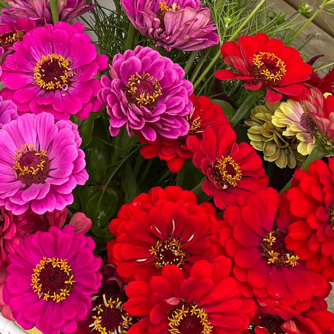 Bulk Bucket of Seasonal Blooms