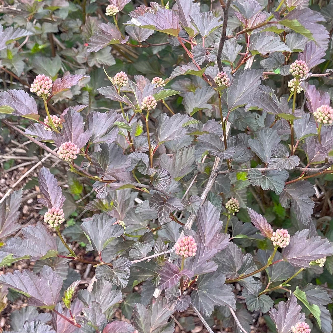 Ninebark Greenery