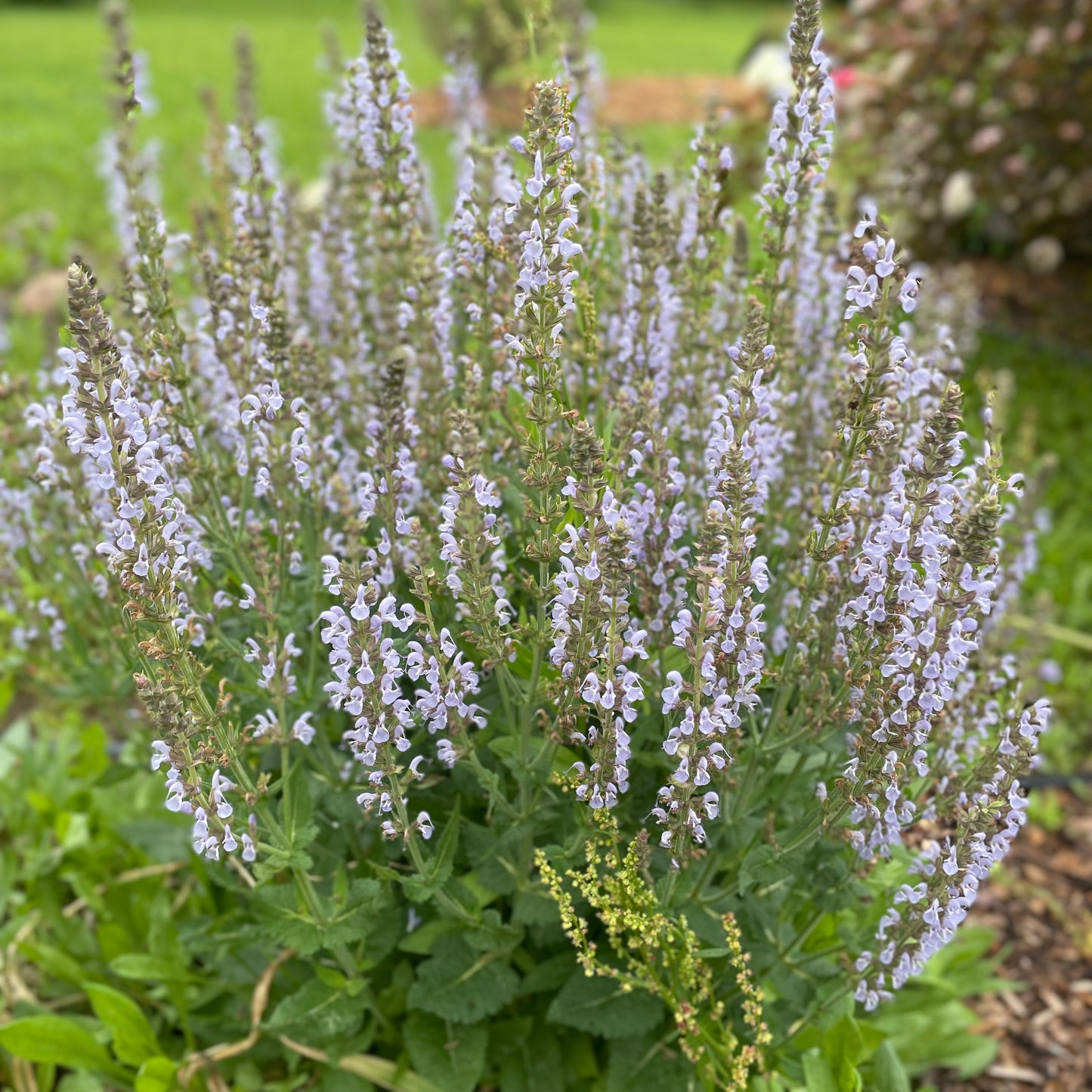 Salvia - 'Crystal Blue'
