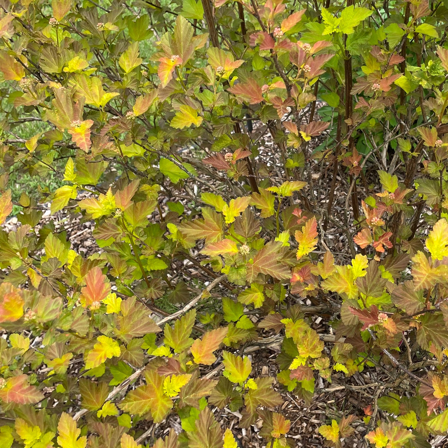 Ninebark Greenery