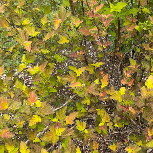 Ninebark Greenery