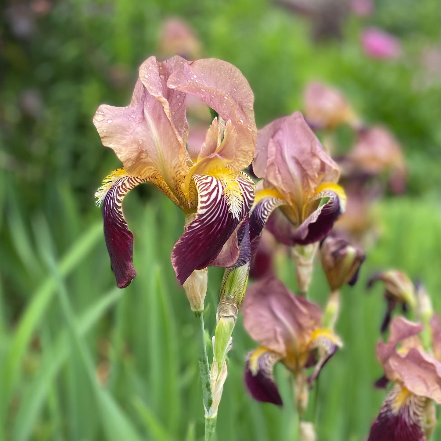 Bearded Iris - 'Heirloom Cottage'