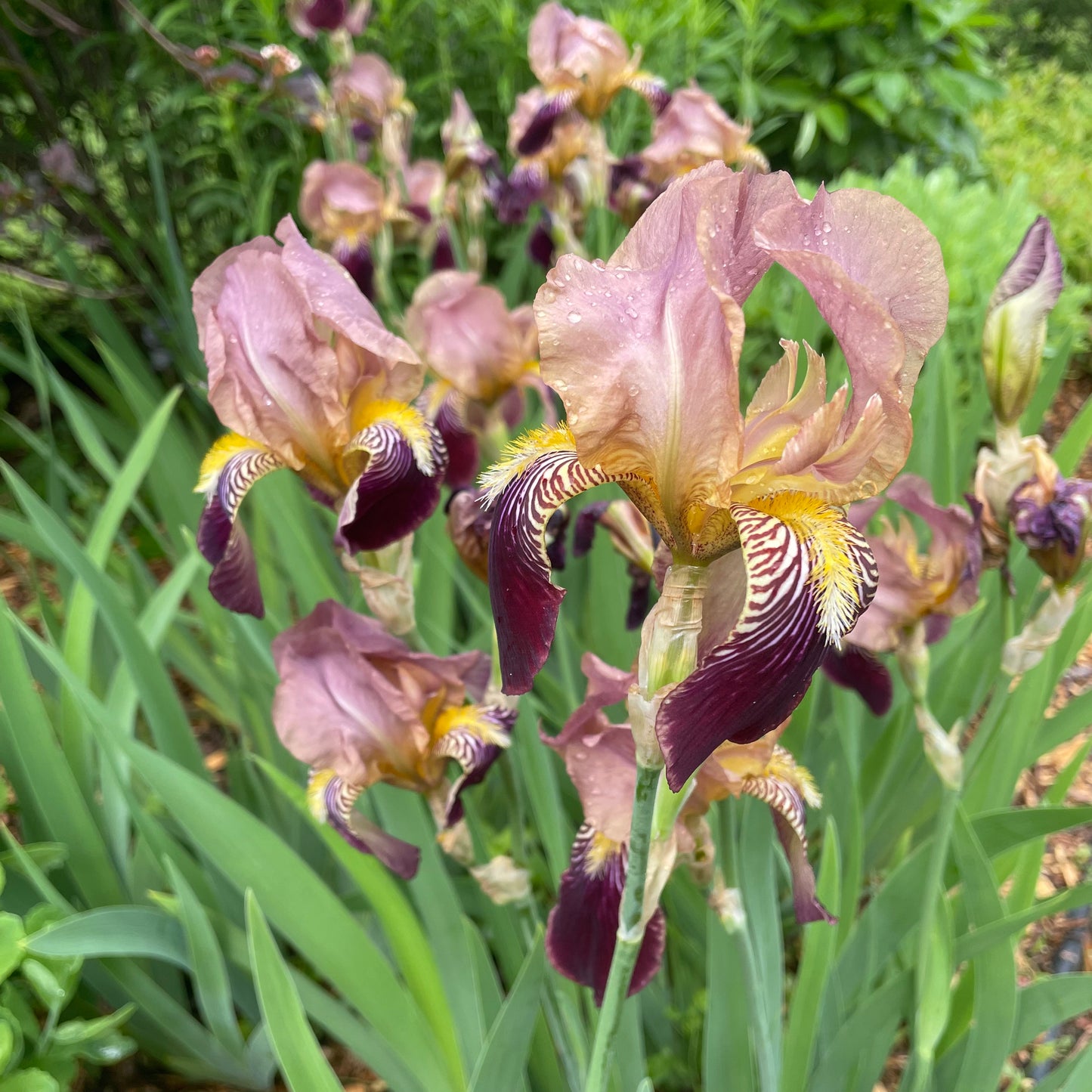 Bearded Iris - 'Heirloom Cottage'