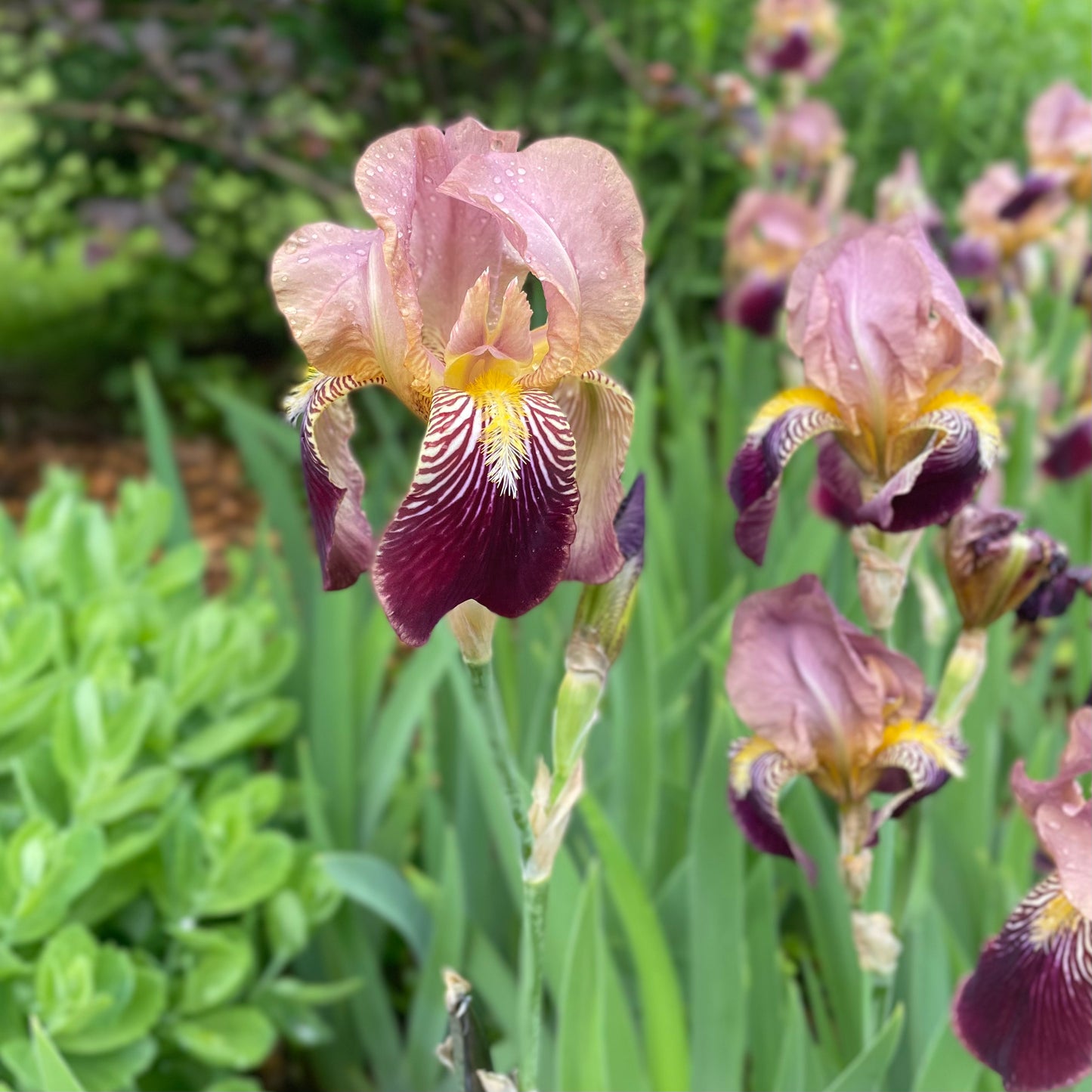 Bearded Iris - 'Heirloom Cottage'