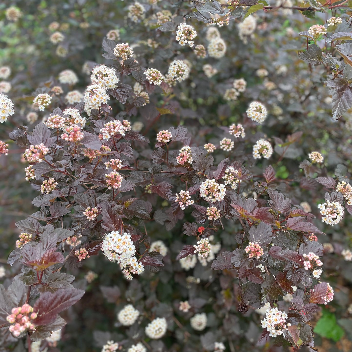 Ninebark Greenery