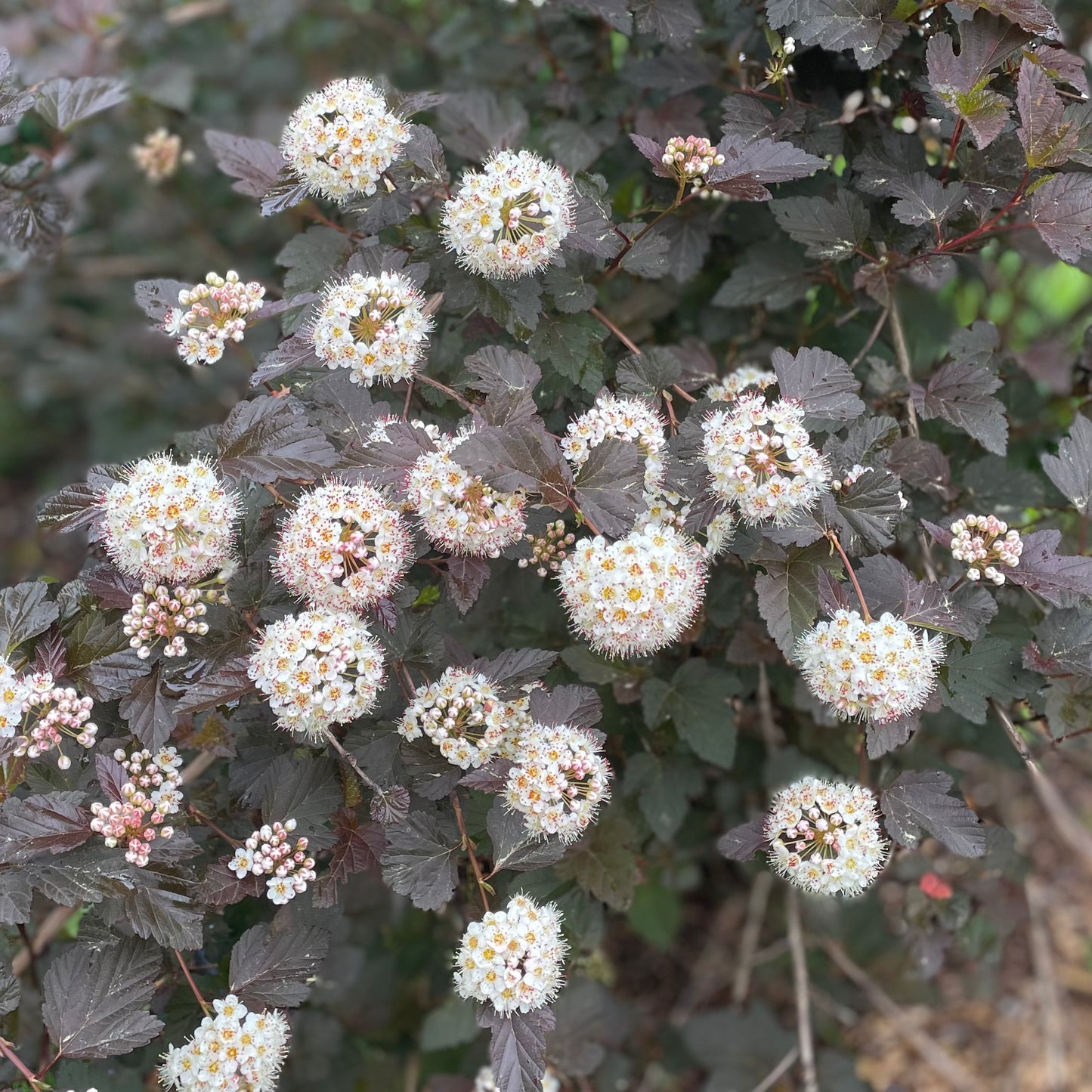 Ninebark Greenery