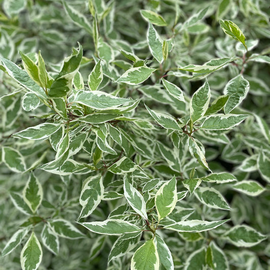 Ivory Halo Dogwood Greenery