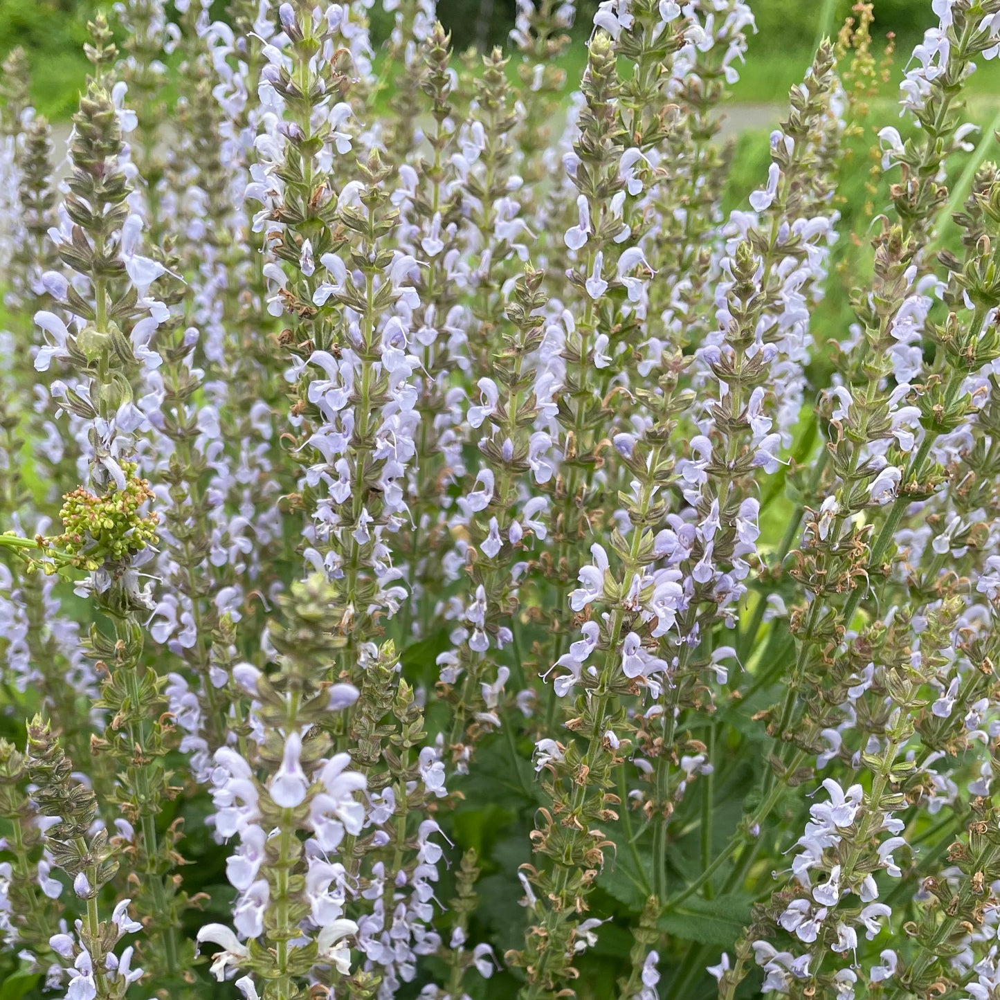 Salvia - 'Crystal Blue'