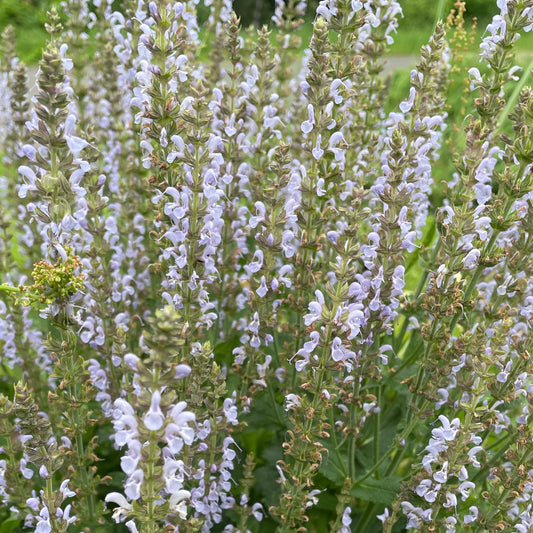 Salvia - 'Crystal Blue'