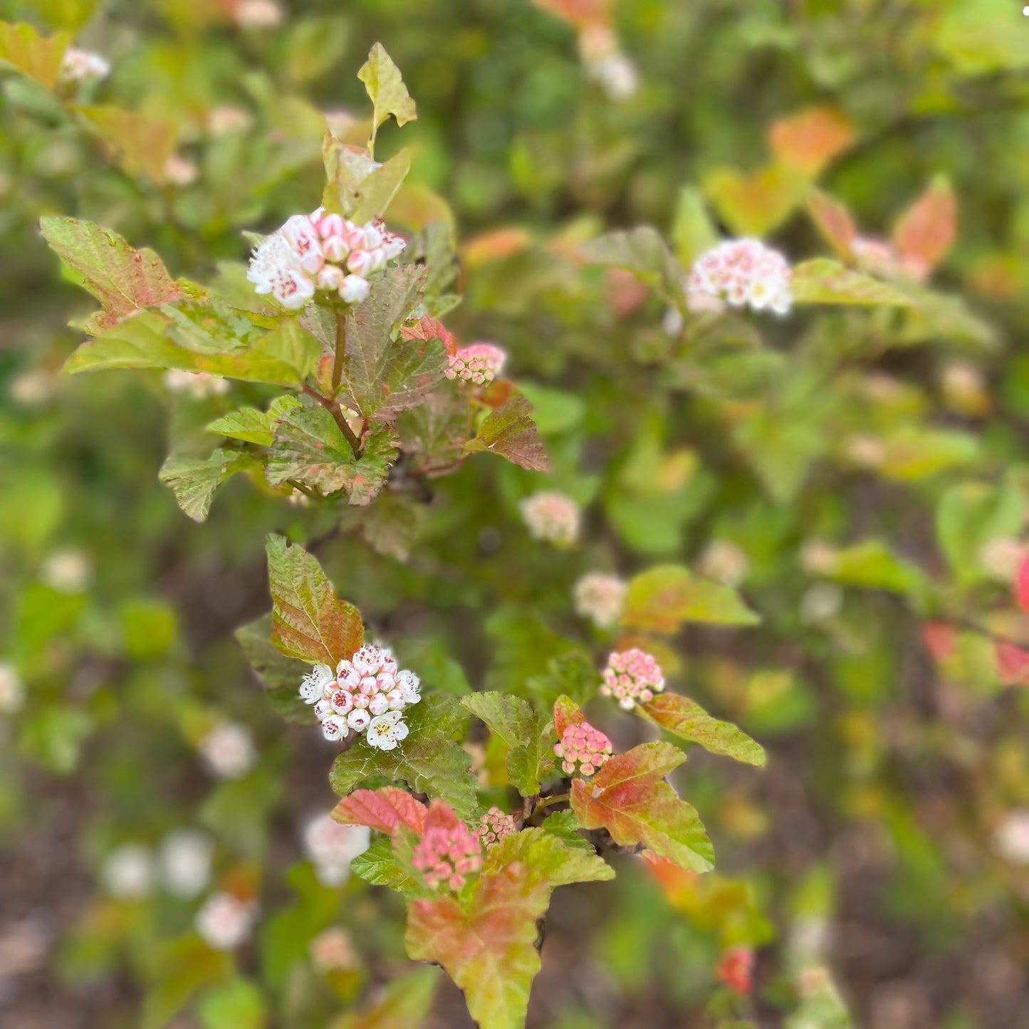 Ninebark Greenery