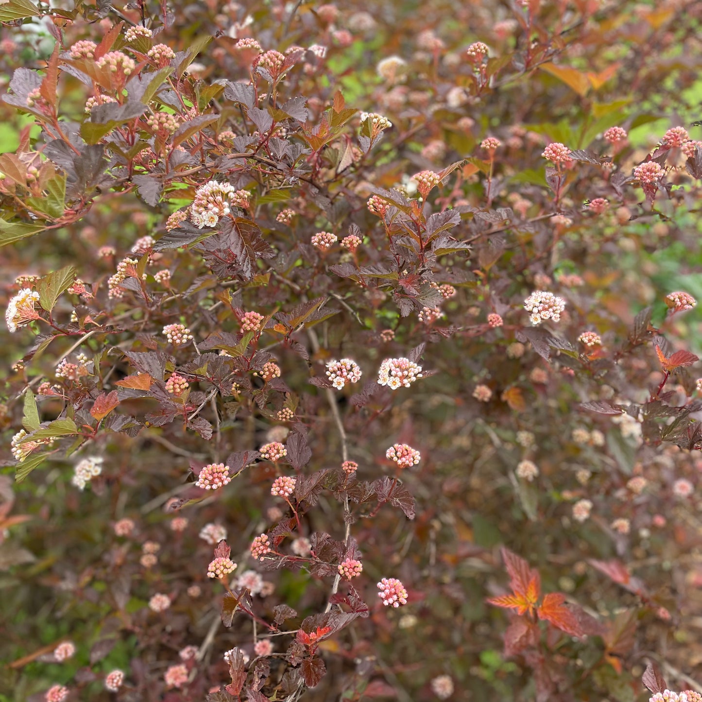 Ninebark Greenery