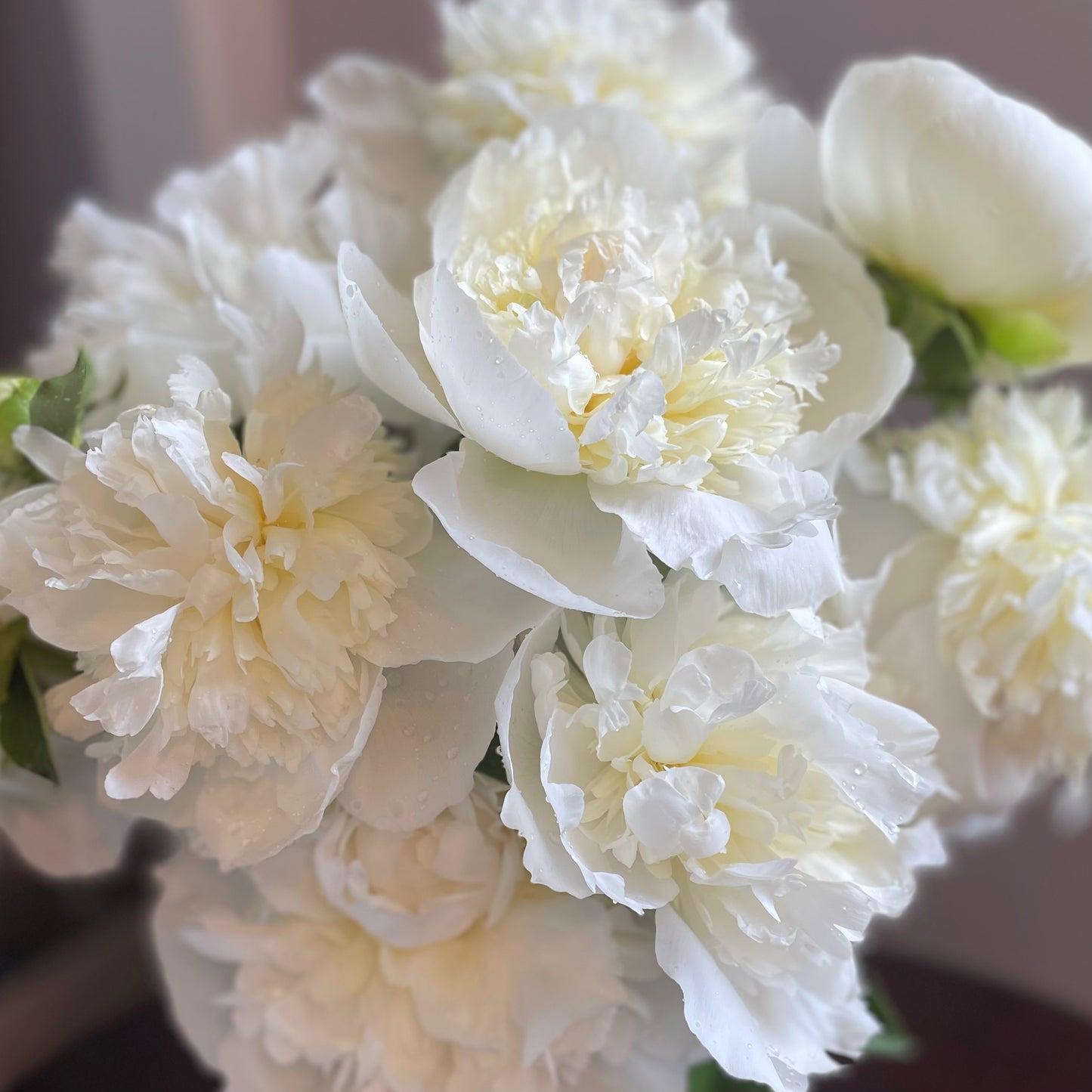 Peonies