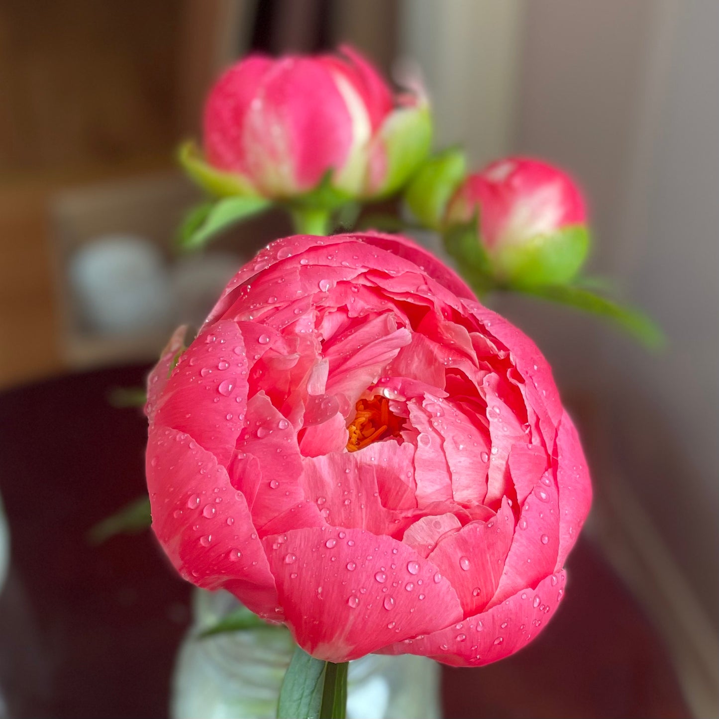 Peonies