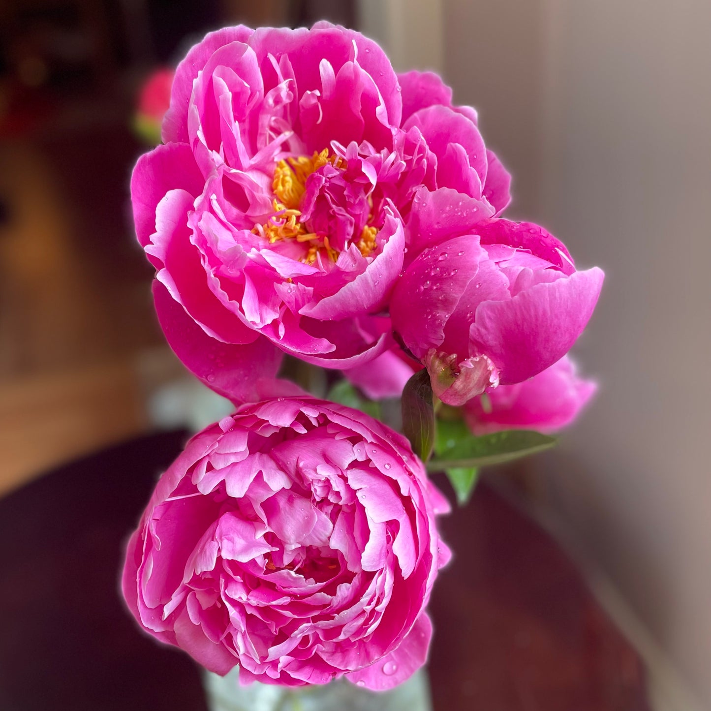 Peonies