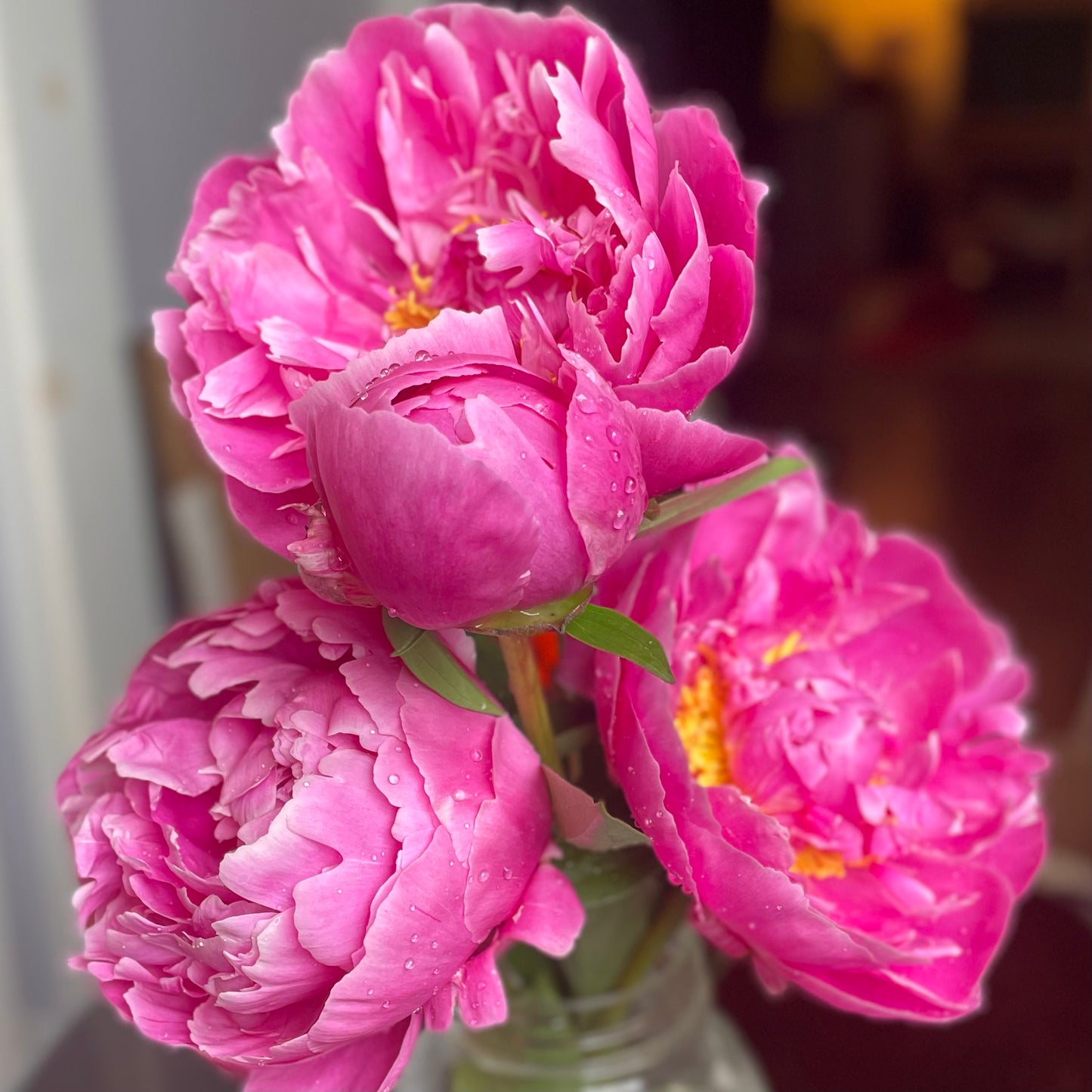 Peonies