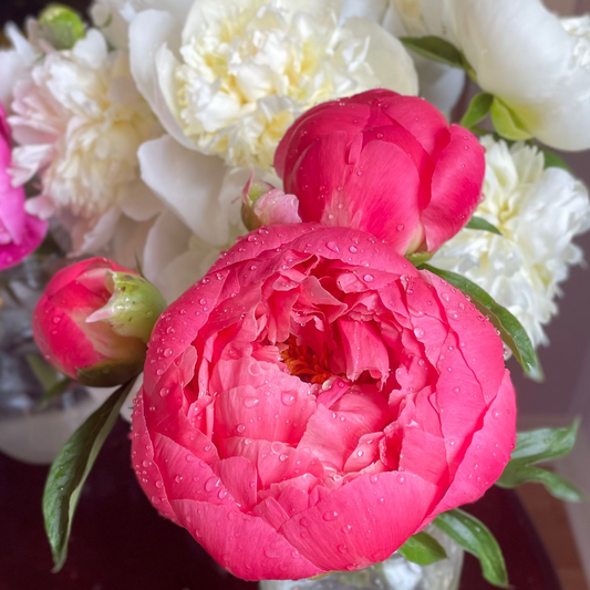 Peonies