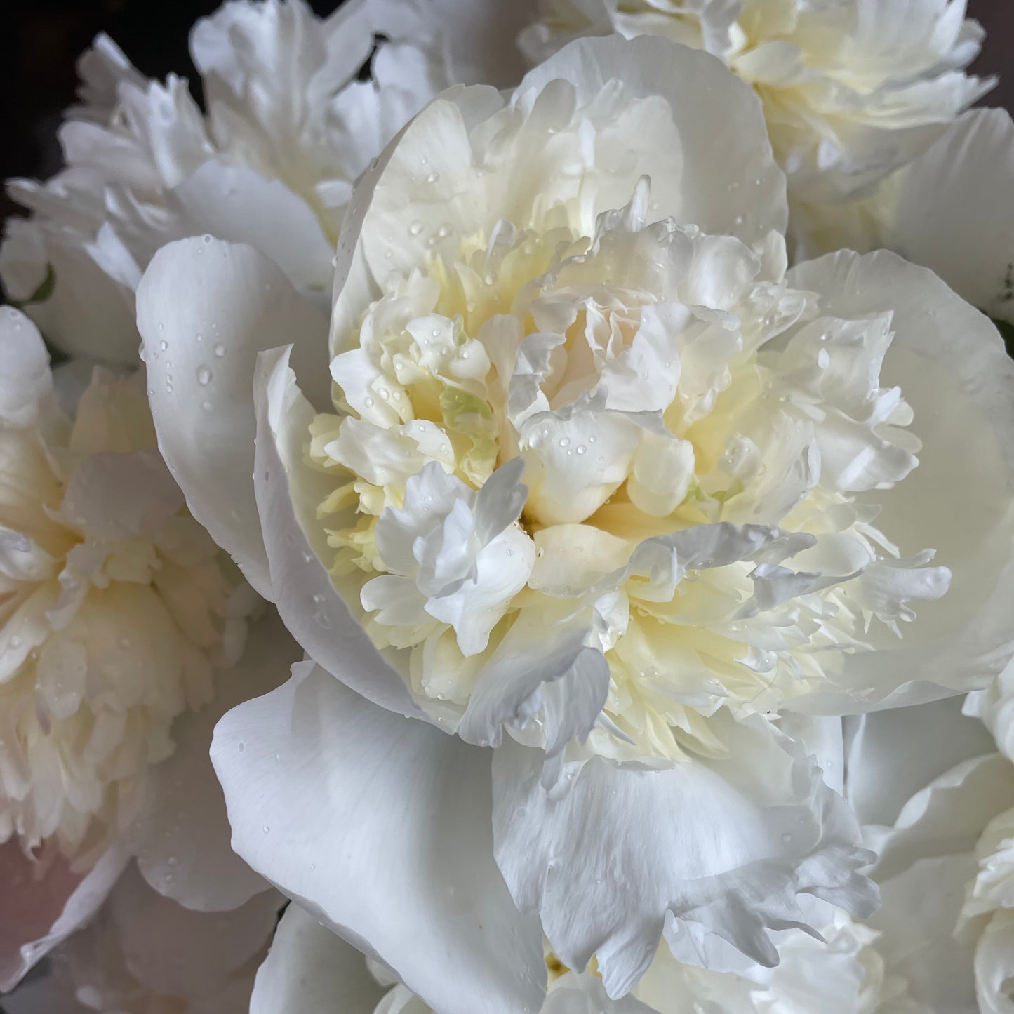 Peonies