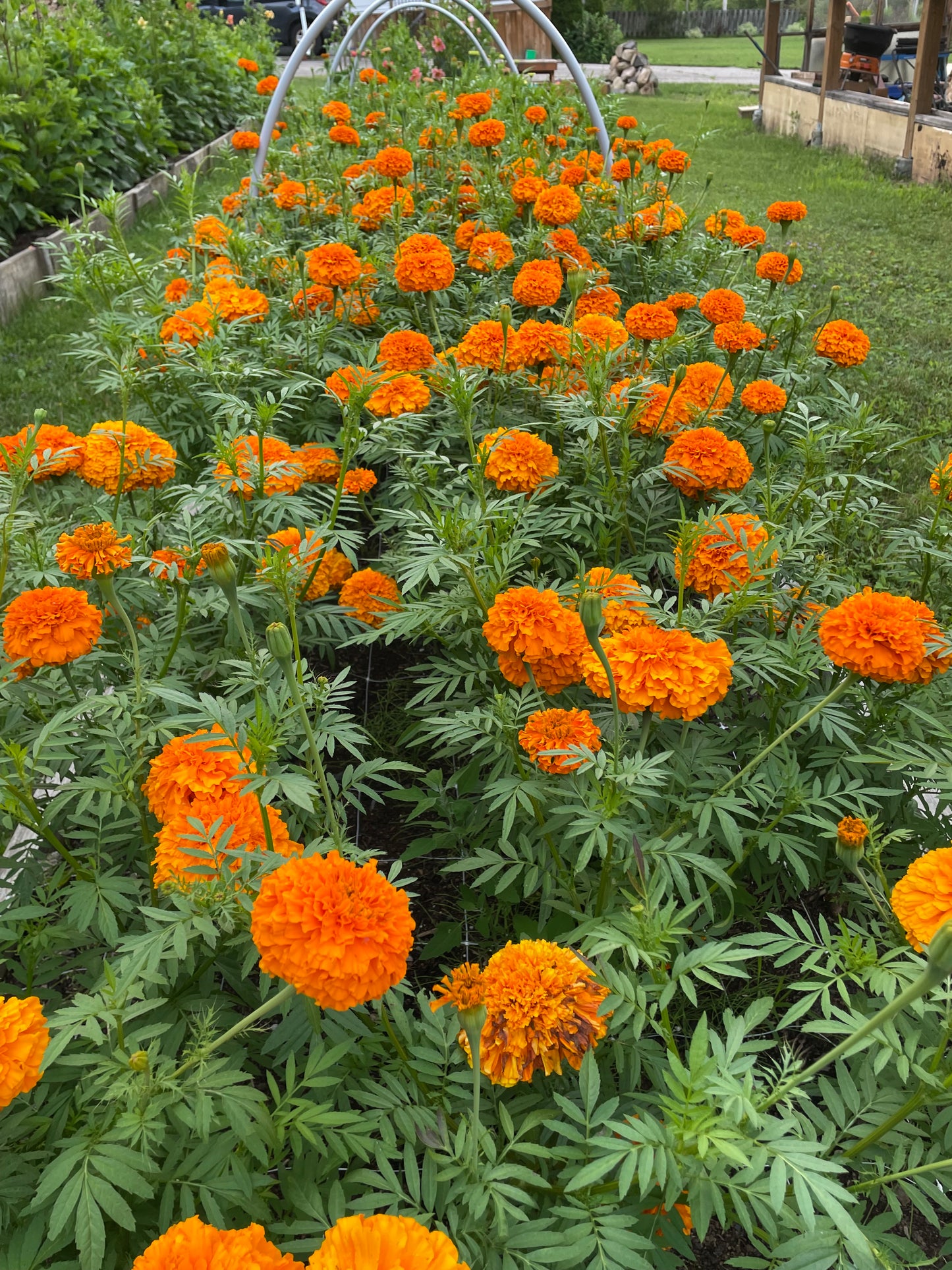 Wholesale Blooms (for florists & event planners)
