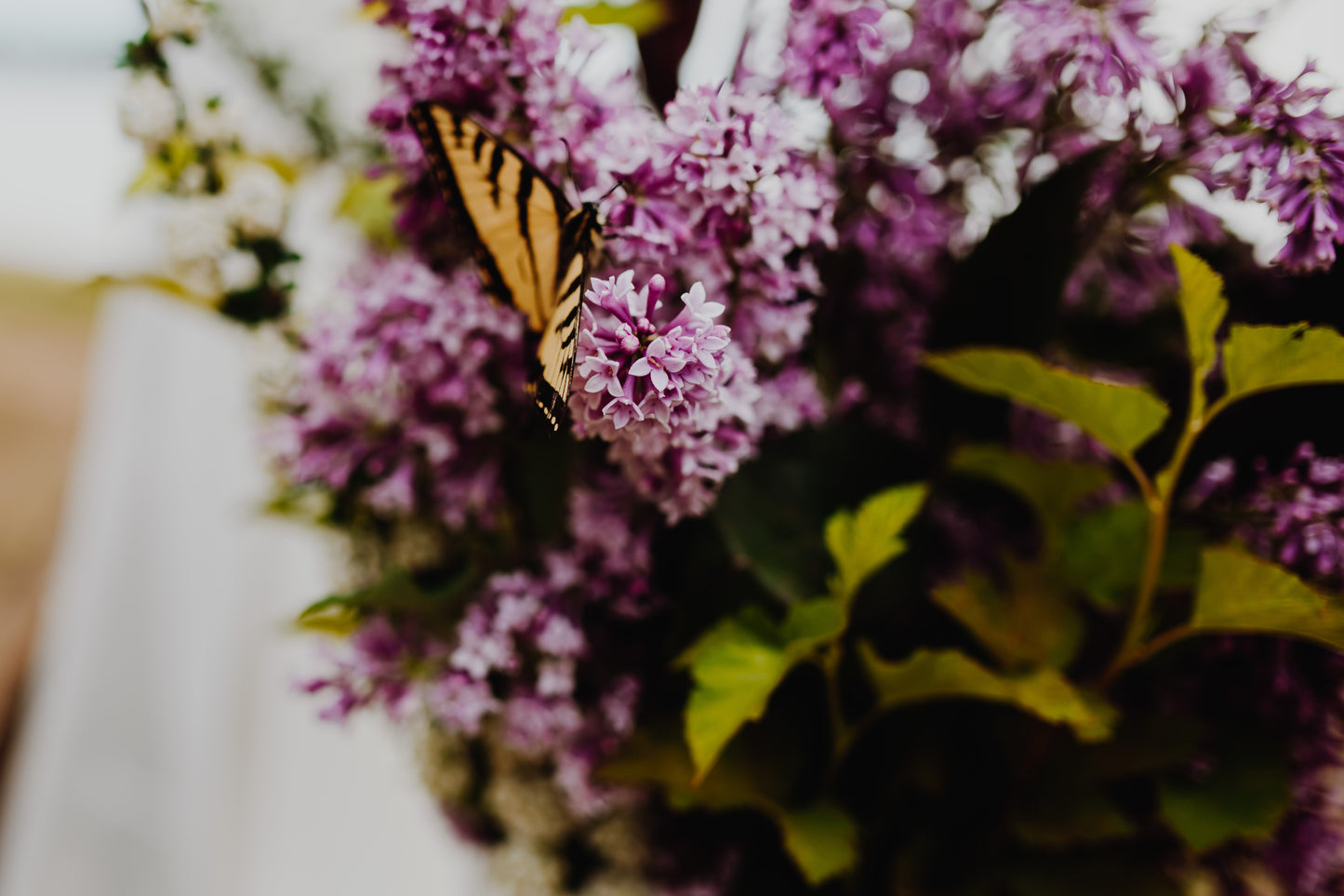 Wholesale Blooms (for florists & event planners)